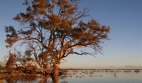 River red gum | Australian native plants | NSW National Parks