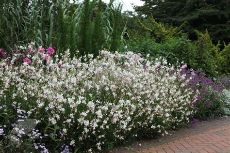 Gaurea, one of the best companion for lavender | Gaura, Gaura plant, Landscaping plants