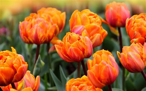 Orange Tulips HD Wallpapers - Top Free Orange Tulips HD Backgrounds ...