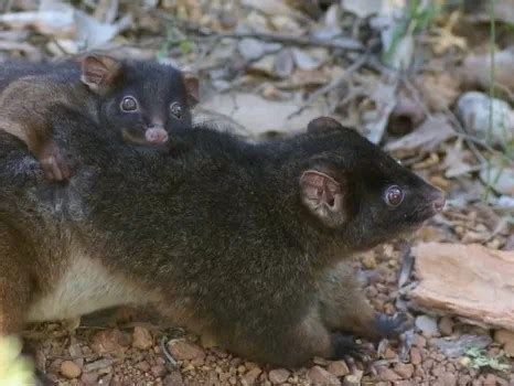 Planting Habitat Trees for the Critically Endangered Western Ringtail ...