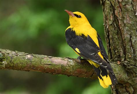 Eurasian Golden Oriole – AZ Birds