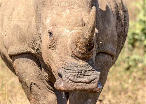 Why is the White Rhino called White, full explanation as to the origin