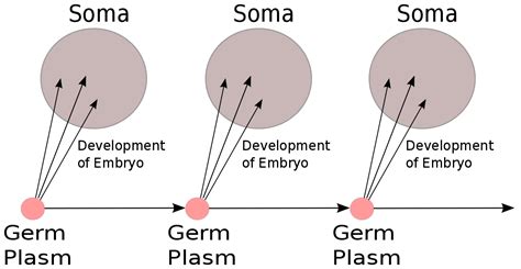 Tarımsal Destek: Germ-Plasm Teorisi