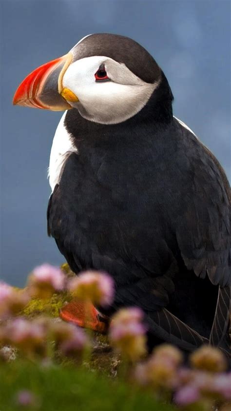 720x1280 Puffin Seabird Moto G,X Xperia Z1,Z3 Compact,Galaxy S3,Note II,Nexus ,HD 4k Wallpapers ...