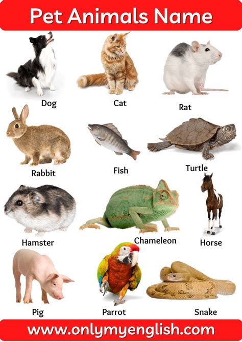 Pet Animals Name: List of Pet Animal In English with Pictures