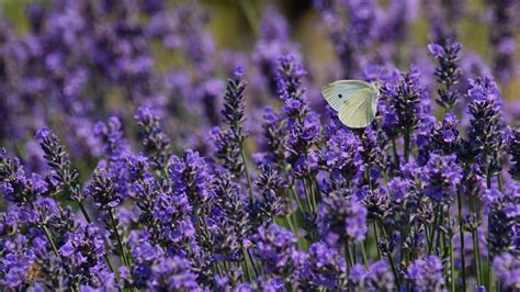 Lavender And Butterflies Wallpapers - Wallpaper Cave