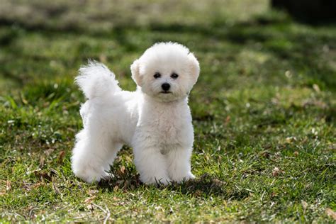 4 Bichon Frise Colors: White Is Actually Not The Only Option