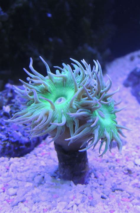 Duncan Coral - LPS Corals - Nano-Reef Community