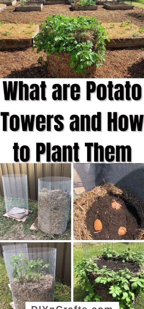 The Ultimate Guide to Potato Towers For A Great Potato Harvest | Fall garden vegetables ...