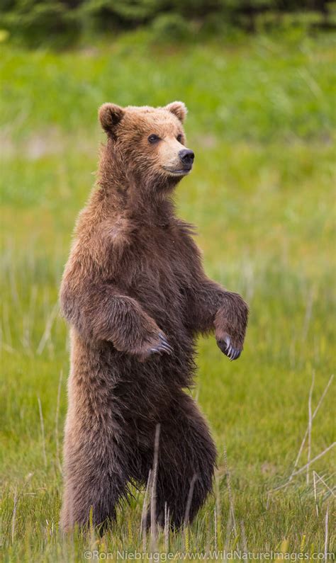 Brown Bear Cub | Photos by Ron Niebrugge