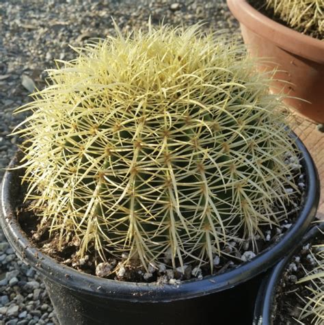 Golden Barrel Cactus Seeds | Echinocactus Grusonii Cacti Seeds - Cactus Kingdom