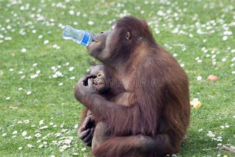 Funny Monkey stock image. Image of drinking, green, funny - 2294731