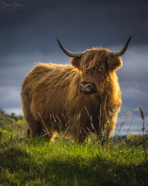 Highland Cow - Drew Buckley Photography ~ Pembroke, Pembrokeshire