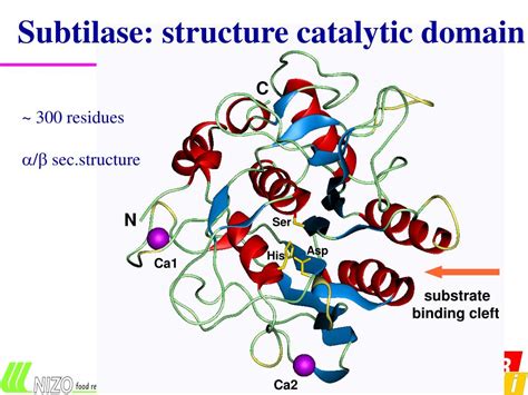 PPT - Homology modelling of serine proteases PowerPoint Presentation ...