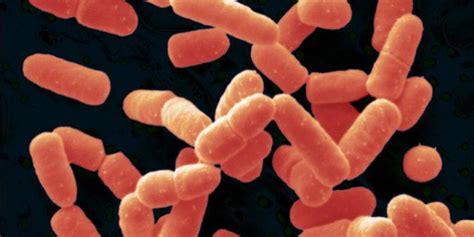 Introducing A New Probiotic: Bacillus Coagulans | HuffPost Life