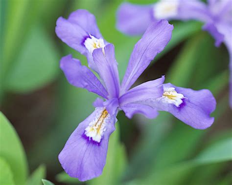 Dwarf crested iris (Iris cristata) - Bowman's Hill Wildflower Preserve