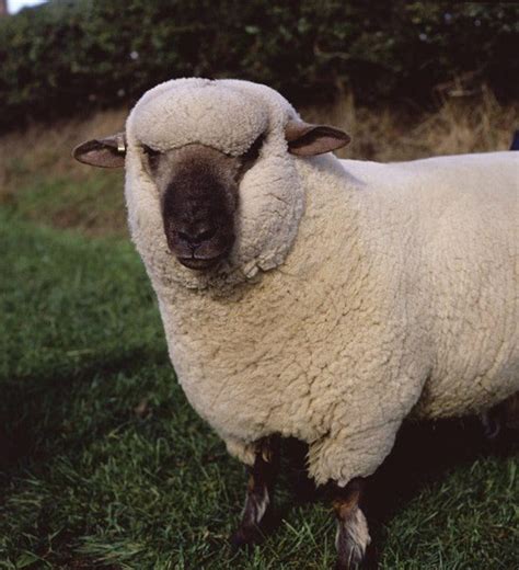 Fine Wool Sheep Breeds - British Wool