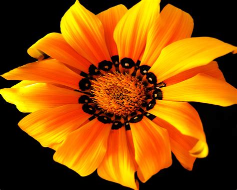 Orange flower on a black background wallpapers and images - wallpapers ...