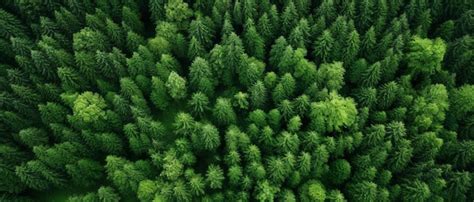 Premium AI Image | aerial top down view of a green forest drone view