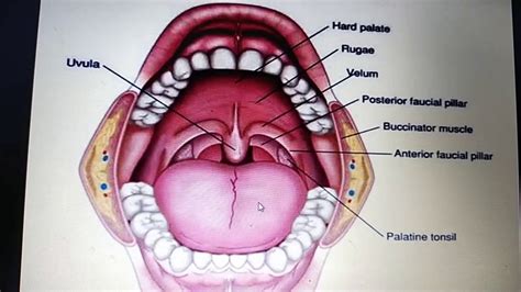 Anatomy of tonsil - YouTube