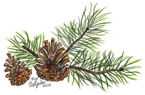 Pine Branch Drawing by Robbin Webb - Fine Art America