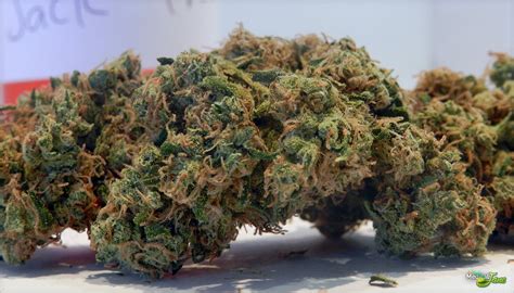 Jack Frost Marijuana Strain (Review)