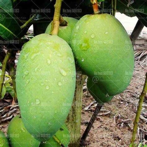 2pcs Mango Fruit Tree Seeds – Seed World