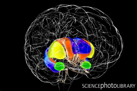 Brain dorsal striatum anatomy,... - Science Photo Library