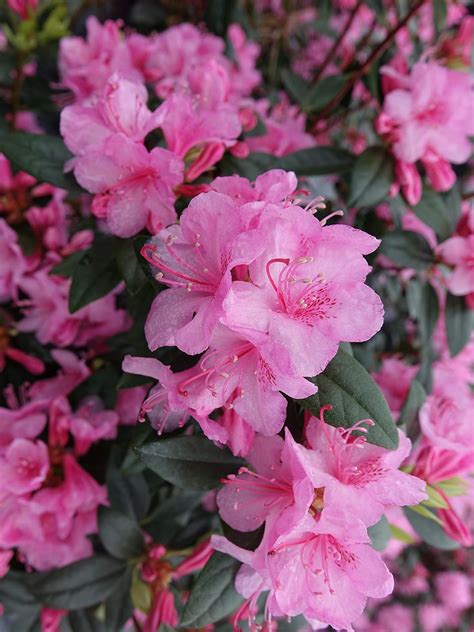 Amazon.com: Green Promise Farms Rhododendron X `AGLO` Evergreen, 3 Size ...