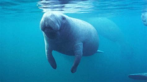 Manatees Downgraded From Endangered To Threatened