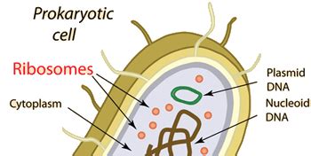 Ribosomes