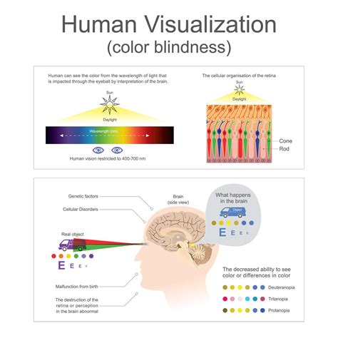 Eye Cones: Types, Functions, and Related Conditions