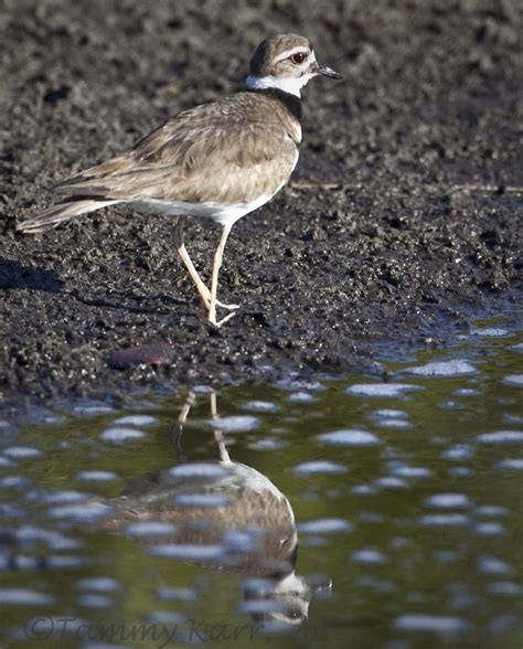 i heart florida birds: Merritt Island National Wildlife Refuge 3/17/12