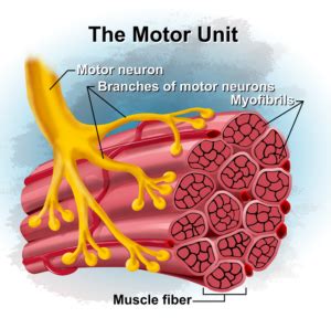 The Science of Motor Unit Recruitment Part 1 - Chad Waterbury