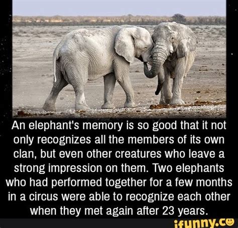 An elephant‘s memory IS so good that It not only recognizes all the ...