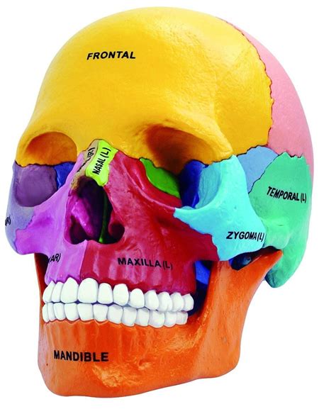 4D Master 26087 4D Anatomy Didactic Exploded Skull Model | Skull anatomy, Human skull anatomy ...