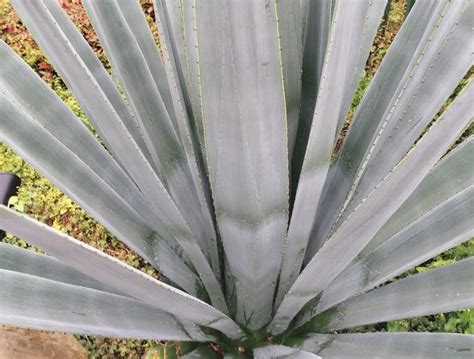 Orphan crops: Blue Agave — SA Smallholder