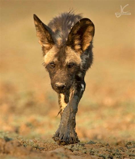 African wild dog aka painted wolf [Lycaon pictus] (image by Jens ...