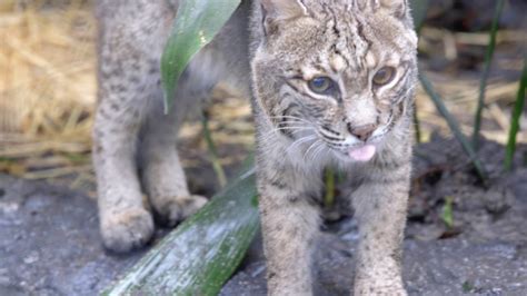 New Bobcat Habitat at Audubon Zoo - YouTube