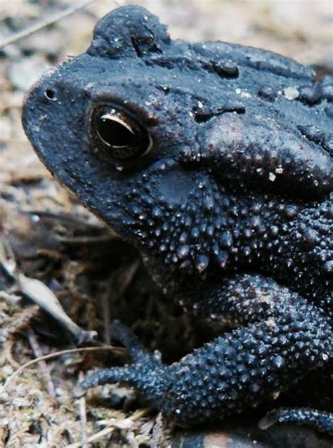 Melanistic ... Black Toad Reptiles And Amphibians, Mammals, Melanistic Animals, Dark Creatures ...