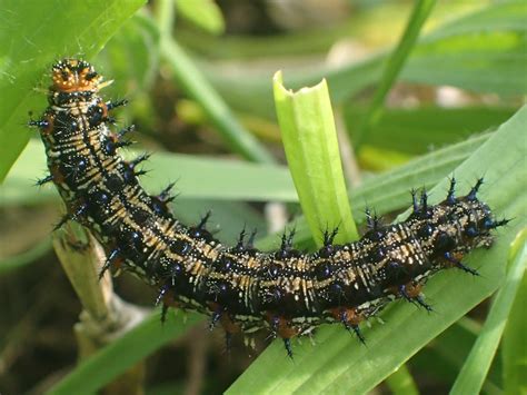 Common Buckeye Butterfly, photos, size, characteristics, host plants ...