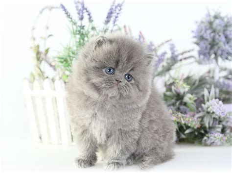 Blue Persian Kittens Photo GalleryUltra Rare Persian Kittens For Sale ...