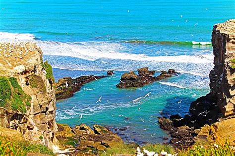 THE 5 BEST Things to Do in Muriwai Beach (2024)