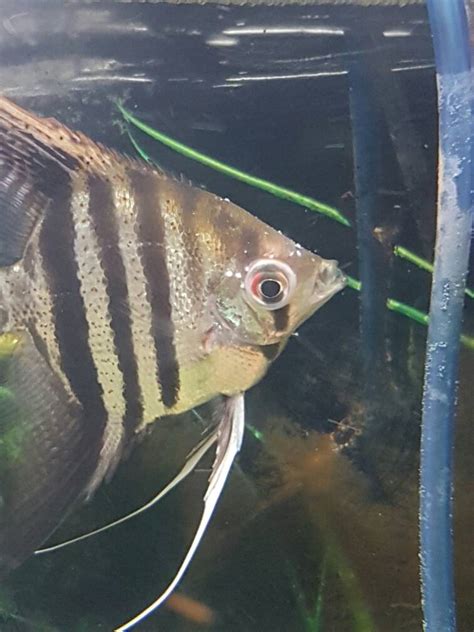 Angelfish Facial Spots | Freshwater Fish Disease 267278