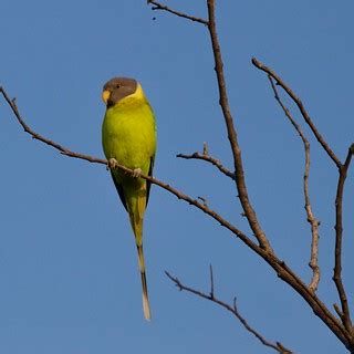 Female parakeet | Emerald forest at Ranthmabore. Rajasthan, … | Flickr
