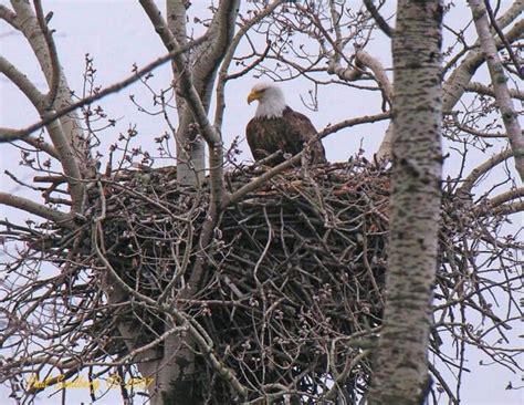 Eagles nest | Wild birds, Bald eagle, Bird