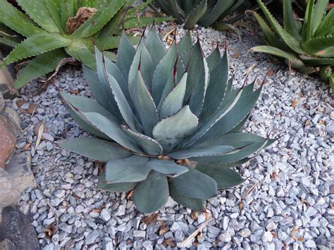 Agave parryi - Trees and Shrubs Online