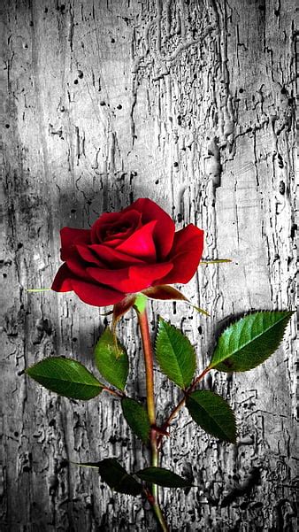 HD rose wallpapers | Peakpx