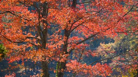 Where to see the fall colors in the Tennessee Valley