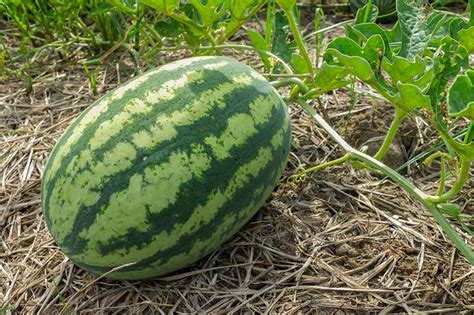 How to Plant and Grow Watermelons | Gardener’s Path